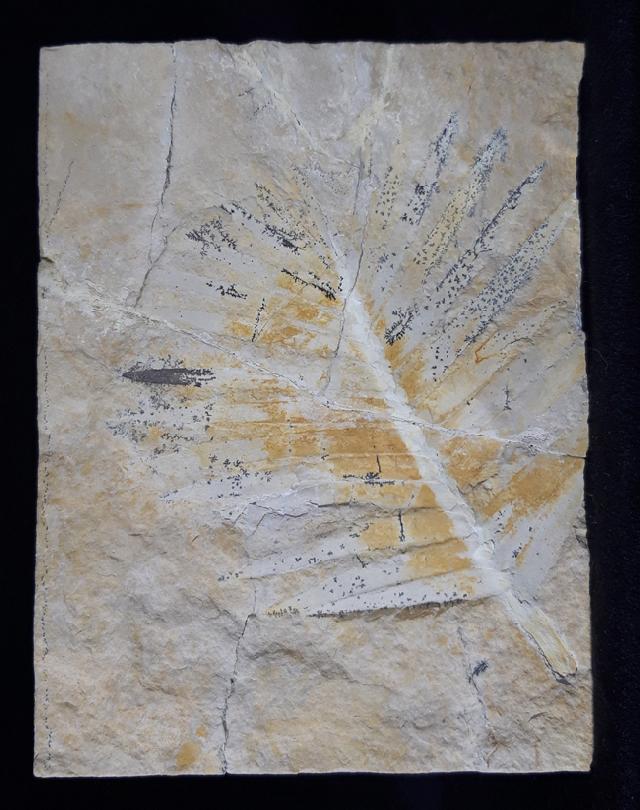 Zamites feneonis BRONGNIART - Bild &copy; FossNet FossilienStore